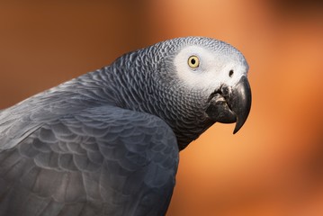 African grey parrot close up