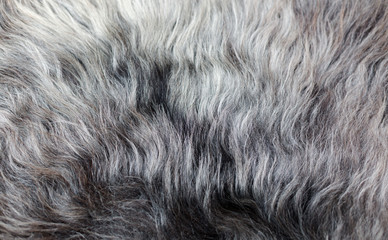 Rare breed sheepskin rugs fleece details view from top