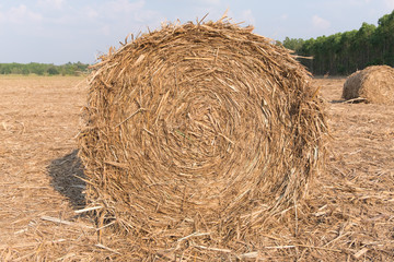 Stack of straw in the field.