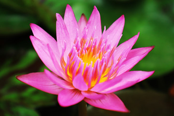 Pink Water Lily (Pink Lotus Flower)