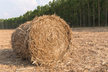 Stack of straw in the field.