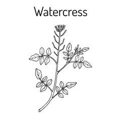 Watercress Nasturtium officinale , aquatic medicinal plant