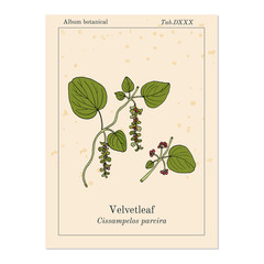 Velvetleaf Cissampelos pareira , medicinal plant