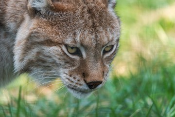 Eurasian lynx close up
