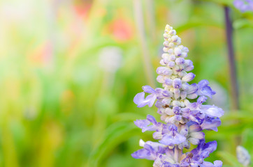 beautiful colorful flower in the garden , beautiful nature