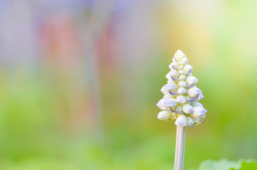 beautiful colorful flower in the garden , beautiful nature