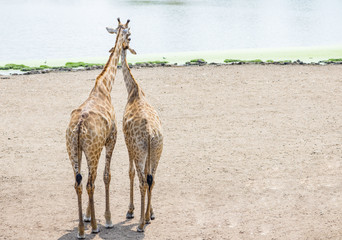 Naklejka premium Couple of giraffe standing together