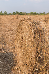 Stack of straw in the field.