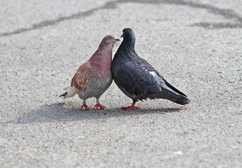 spring love and kisses of pigeons