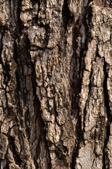 Fototapeta premium old tree bark in the background.