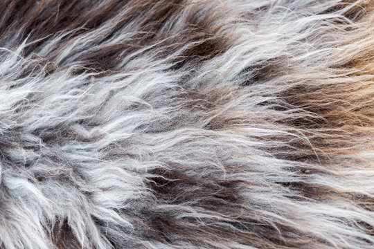 Rare breed sheepskin rugs fleece details view from top