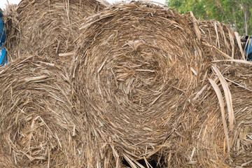 Stack of straw in the field.