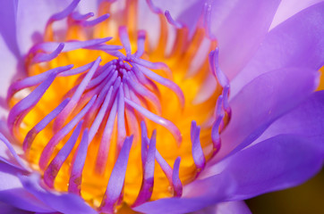 A bee is trying to keep nectar pollen from the lotus flower,select focus. - obrazy, fototapety, plakaty
