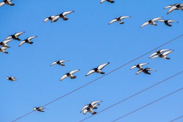a flock of pigeons in flight on a sunny spring day