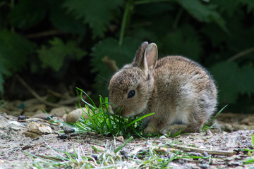 baby bunnies