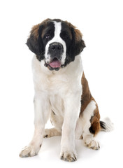 young saint bernard