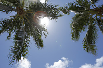 Naklejka na ściany i meble Palm tree and blue sky