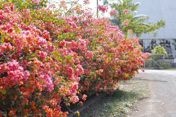 Lots of bougainvillea