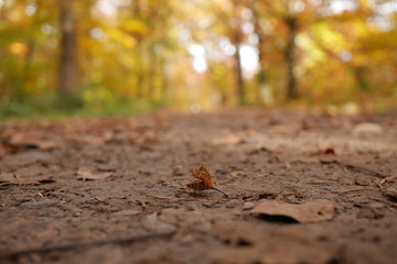 Automne
