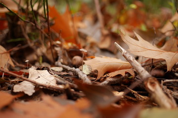 Sol d'automne en foret - feuilles, branches et glands