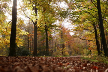 Naklejka na ściany i meble Chemin de foret en automne vu du sol avec beaucoup de feuilles mortes 