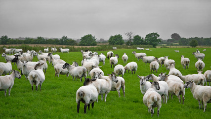 Obraz premium Irish sheep grazing on a typical overcast day