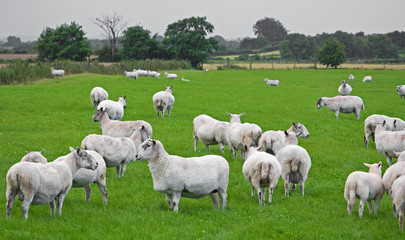 Fototapeta na wymiar Irish sheep enjoying the local weather