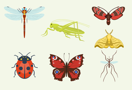Vector insects icons isolated on background colorful top view illustration of wildlife wing fly insects detail macro animalssummer bugs illustration.
