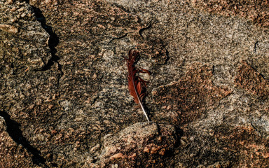 Brown feather on a rock. This photograph was taken in Matinhos,Paraná, Brazil, 2018.