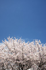 青空バックの満開の桜の花