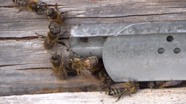 Bees are attacking bees. Bees kill bees in order to take possession of honey