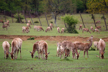 Deer without horns graze on a meadow. Animals