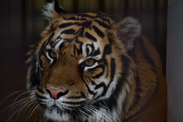 Naklejka premium Tygrys