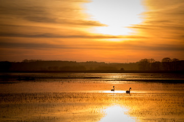 Naklejka premium Swans on the water against the background of the sunset