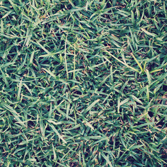 Background image - green grass.