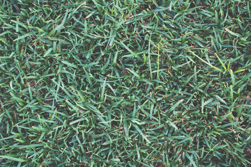 Background image - green grass.