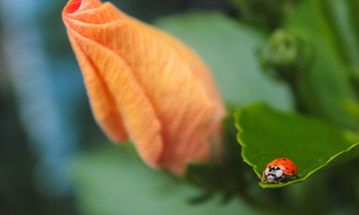 Ladybug on a leave. This photograph was taken in São Pedro, São Paulo, Brazil. December 1, 2015.