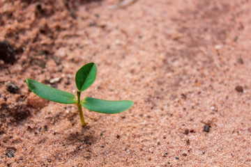 Lonely plant growing into the sand. This photograph was taken in Matinhos,Paraná, Brazil.