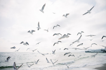 seagulls flying in cloudy sky over sea shore