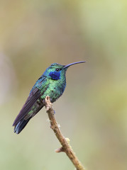 Naklejka na ściany i meble Green Violetear Hummingbird perched on branch in Costa Rica