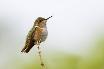 Fototapeta na wymiar Scintillant hummingbird female ~ Costa Rica