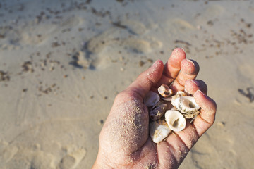 hand of a woman is filled with shells