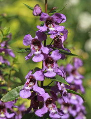 Obraz premium Angelonia