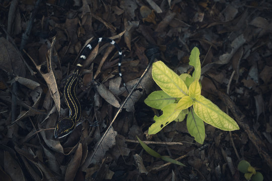 Oldham's bow-fingered gecko (Cyrtodatylus oldhami) in the jungle, Thailand