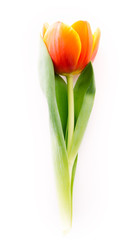 Blossoming tulips on a white background. Isolate, the concept of spring