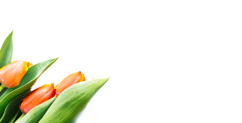 Naklejka premium Blossoming tulips on a white background. Isolate, the concept of spring