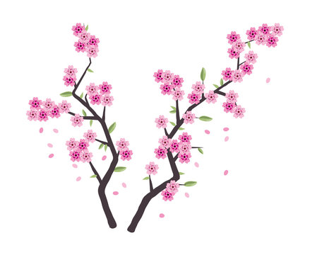 vector sakura branches with pink blossom