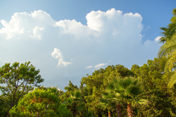 Obraz premium Blue sky with clouds and tropical palm trees.