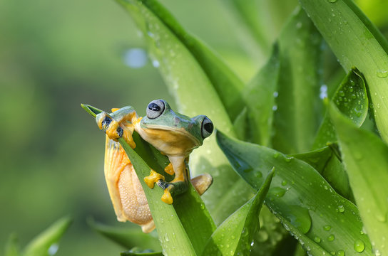 Green tree frog on a plant, West Java, Indonesia