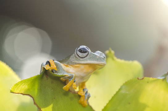 Green tree frog on a plant, West Java, Indonesia